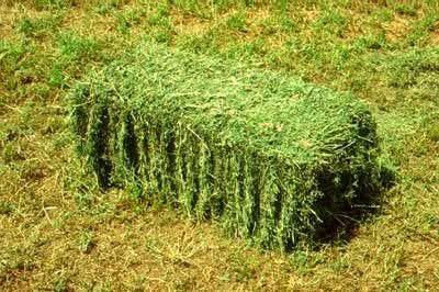 Premium Alfalfa / Orchard Grass