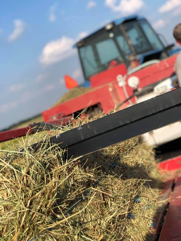 Hay